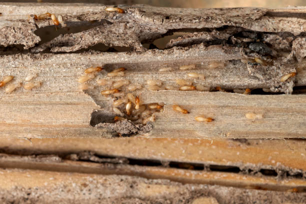 Best Pest Prevention Services  in Verona, MS