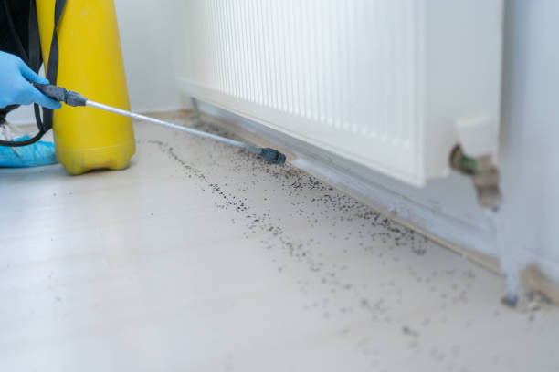 Best Local Pest Control Services  in Verona, MS