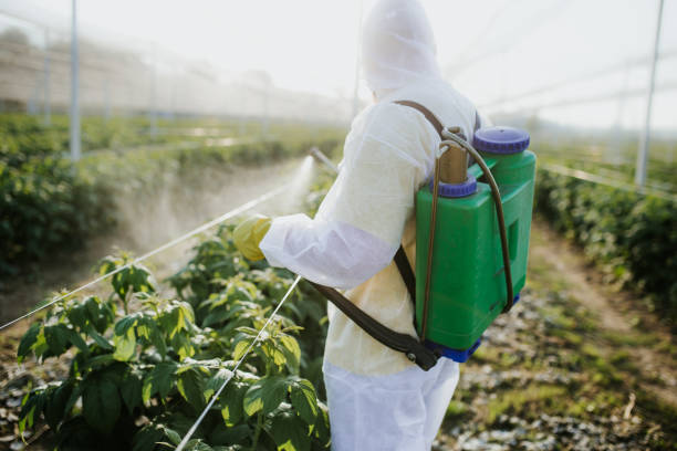 Reliable Verona, MS Pest Control Solutions